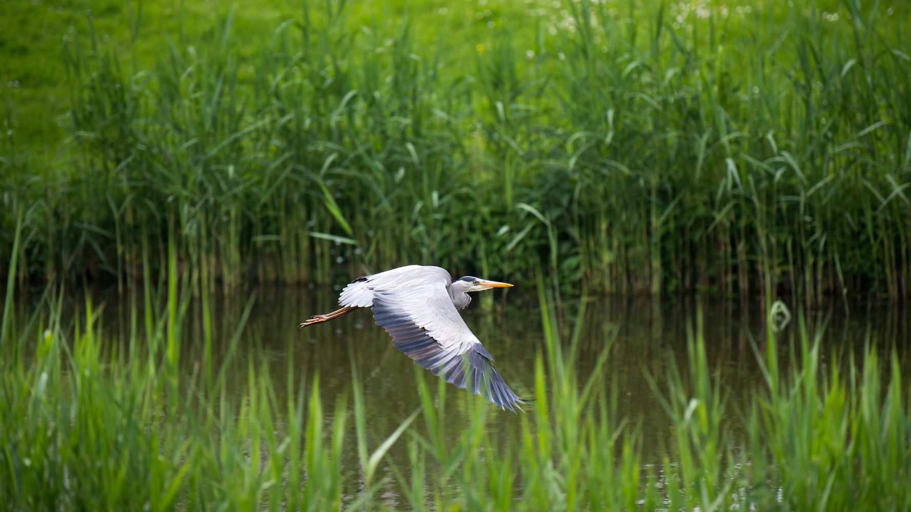 A Grey Heron Flying Across The Norfolk Broads